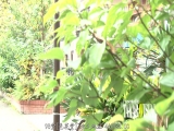 义母仍然想要怀孕 池谷佳纯