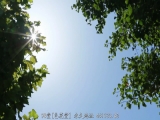 纱仓真菜 人渣
