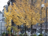 年轻时代的春风回抚。有个小学六年级儿子的湘南G杯年轻妈妈。 优木奈绪/优木尚 34岁 最后一章 &ldquo;被丈夫发现了&hellip;&rdquo;从住了12年的公寓飞奔而出