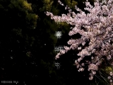 【THE BEST AMAZING～究極の煌めき～】綾波のこと、忘れないよ。決して出会うはずの無かった運命が動き出す。二人だけの新世界。綾波うた１８歳【普清版本】【THE BEST AMAZING～究極の煌めき～】綾波のこと、忘れないよ。決