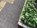 この肉感、横綱級。Kカップの爆乳！98cmの爆尻！ 「実は私、こんなにエロい女なんです...」 6カ月間の禁欲生活を経て溜まり過ぎた性欲が爆発！搾精パイズリ奉仕、愛液飛び散る立ちバック、エンドレス昇天騎乗位&hellip;豊満界のニューヒロ