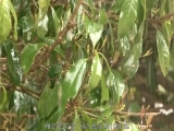 傍晚下起大雨 完全无法拒绝衣服被打湿的女学生