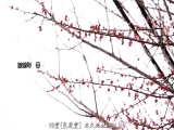 最好色最漂亮的古川伊织变成了你的姐姐，过着乱伦生活。