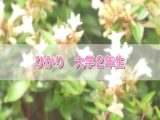 ひかり